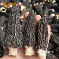 새로운 제품 inteley morchella 검은 morel 버섯의 가격